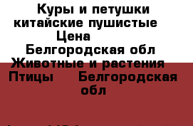 Куры и петушки китайские пушистые  › Цена ­ 500 - Белгородская обл. Животные и растения » Птицы   . Белгородская обл.